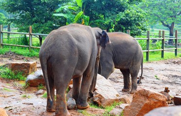 The Asian elephant is the largest living land animal in Asia.