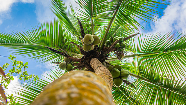 Beautiful palm tree under blue Caribbean sky. Holiday mood.