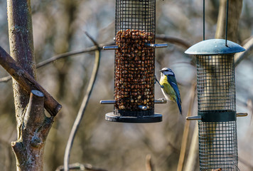 Eurasian blue tit (Cyanistes caeruleus)  hanging on a bird feeder and eat food.