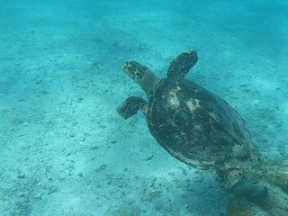 Obraz na płótnie Canvas Sea turtle swimming underwater in blue ocean