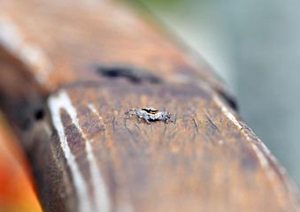 tropical spider in the wild in the jungle of amazon