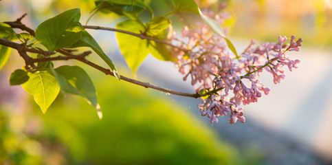 Beautiful violet lilac flower branch with brignt vivid green leafs and sunlight background