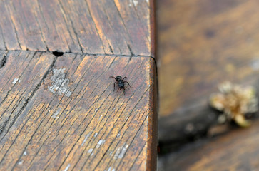 ant on a wooden surface follows his deeds