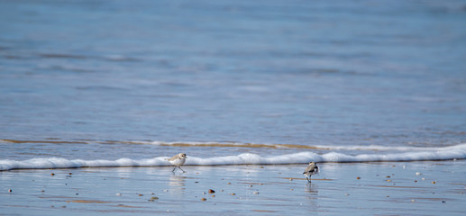 Vendée: deux Pluviers à collier interrompu ou Gravelot à collier interrompu (Charadrius...