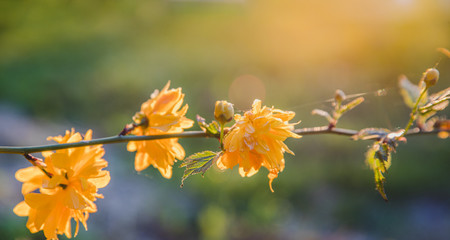 Beautiful spring nature background Yellow japanese kerria spring flower branch with vivid bright background