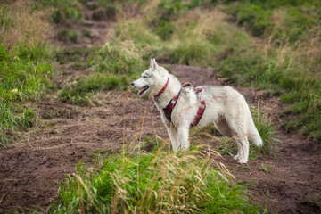Beautiful siberian husky dog in nature