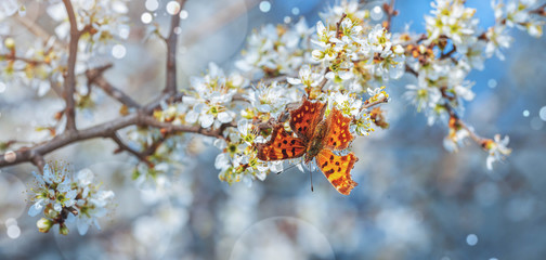 Beautiful flowers with bee, butterfly in spring. Flower banner with copy space
