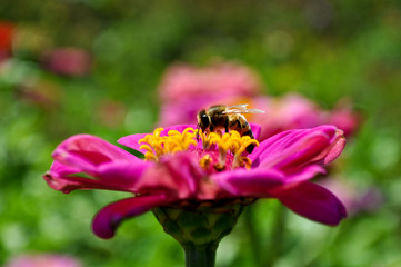 Bee on a beautiful flower in the garden