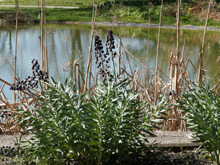 Fritillaria Persica ou fritillaire de Perse à haute tige rigide aux feuilles lancéolées vert...