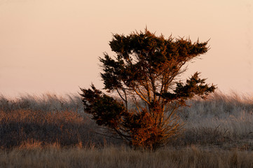 Windblown cedar tree surviving in sandy marsh