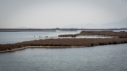 flamingos gaggle at wetland life