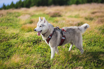 Siberian Husky in ammunition