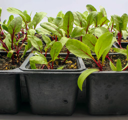 beetroot plants