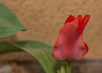 Red violet tulip flower in spring cold day