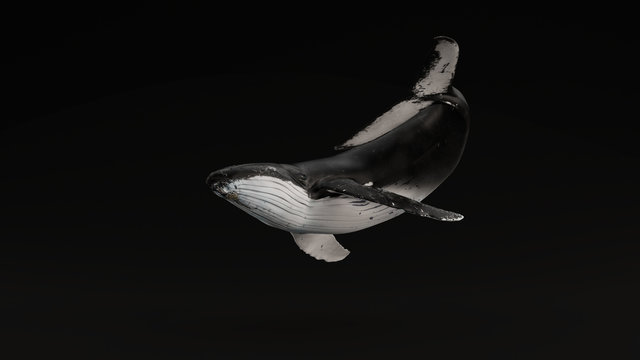 Humpback Whale Black Background 3d illustration 3d render