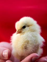 Free range newborn chickens in a garden, in spring.
