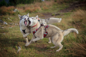 two siberian husky play