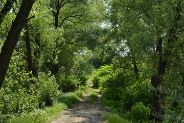 Summer forest photo. Green trees, bushes, paths.