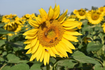 Bellissimo Campo di girasoli in fiore estate