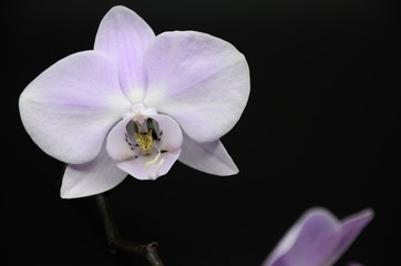 purple Orchid flowers on a black background, two white pebbles. spa. beauty. copyspace