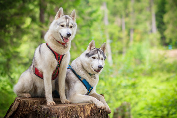 woman and her two dogs siberian husky