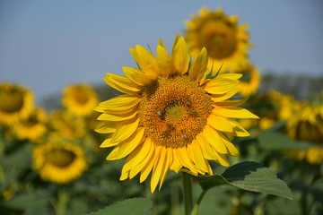 Fototapeta premium Campo di girasoli in fiore