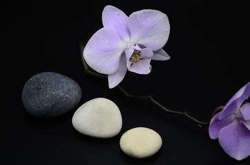 Fototapeta na wymiar purple Orchid flowers on a black background, two white pebbles. spa. beauty. copyspace