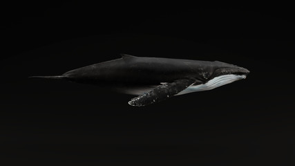 Humpback Whale Black Background 3d illustration 3d render