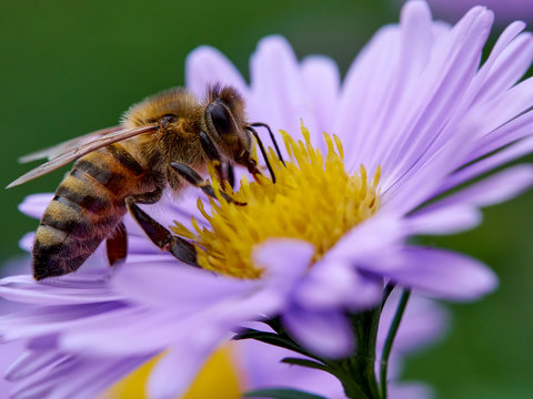 Macro shot of a honeybee