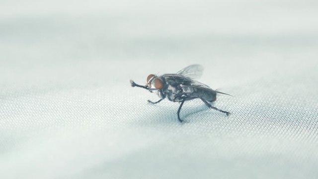 Flies are the poses on the fabric floor.