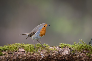 Rotkehlchen - Erithacus rubecula