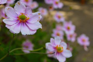 Fototapeta premium Flor