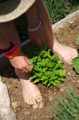 Plant de menthe au potager