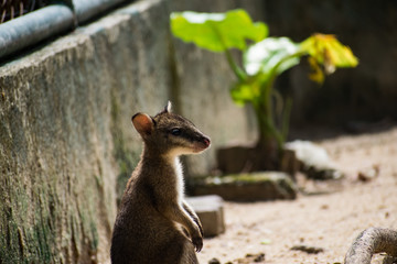The Kangaroos with kids