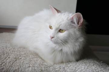 Fototapeta na wymiar White cat angora