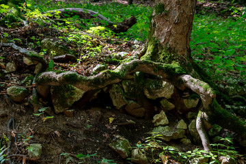 stones, rocks, grass, forest stones, roots