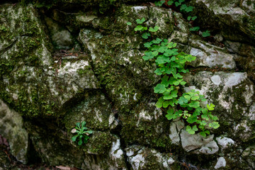 stones, rocks, grass, forest stones, roots