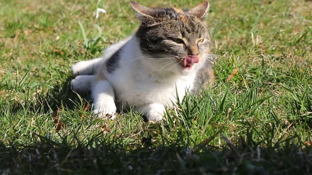 Colored curious cat lounging and rolling in the grass. During second she be careful and watchs what is happened. Enjoy free time on sun around lunch