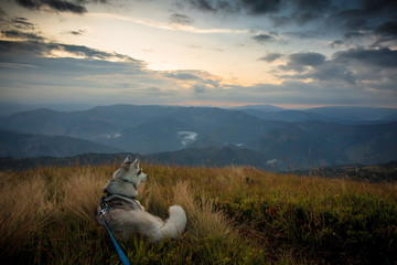 siberian husky Dogs in the wild