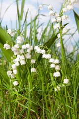 Muguet lily of the valley