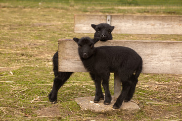 Fototapeta premium Black lamb twins