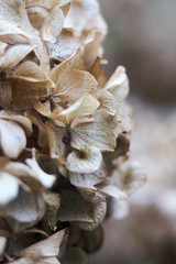 Dried flowers in the garden