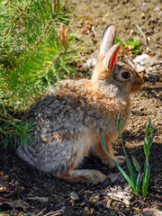 Portrait of a Rabbit