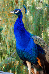 Fototapeta premium Portrait of a Captive Blue Peacock