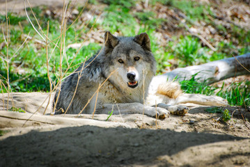 Captive Grey Wolf laying in the Sun 