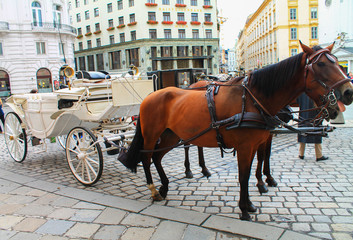 Fototapeta na wymiar Horses with a cart on a street of Vienna. Austria