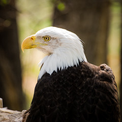 Portrait of a captive American Bald Eagle