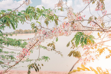 branch of tree with leaves on white background