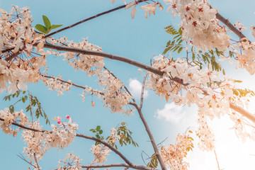 cherry blossom on background of blue sky