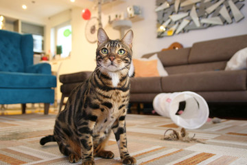 Beautiful Bengal Cat